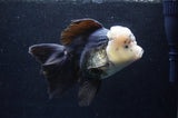 Giant Thai Oranda  Panda 7.5 Inch (ID#411T5a-127)