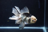 Thai Oranda  Panda 5.5 Inch (ID#1210To6b-106)