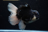 Jumbo Thai Oranda  Panda 6 Inch (ID#307To5b-118)