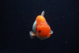 Juvenile Lionchu  Red White 3.5 Inch (ID#0107R11b-11) Free2Day SHIPPING