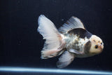 Thai Oranda  Panda 5.5 Inch (ID#1210To6b-106)