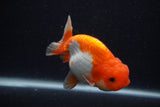 Juvenile Lionchu  Red White 3.5 Inch (ID#0107R11b-11) Free2Day SHIPPING