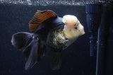Giant Thai Oranda  Panda 7.5 Inch (ID#411T5a-127)