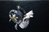 Jumbo Thai Oranda  Panda 6 Inch (ID#307To5b-118)