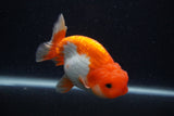 Juvenile Lionchu  Red White 3.5 Inch (ID#0107R11b-11) Free2Day SHIPPING