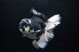 Jumbo Thai Oranda  Panda 6 Inch (ID#307To5b-118)