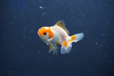 Baby Thai Oranda  Red White 2.5 Inch (ID#1018ToPTD-11) Free2Day SHIPPING