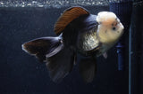 Giant Thai Oranda  Panda 7.5 Inch (ID#411T5a-127)