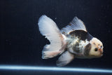 Thai Oranda  Panda 5.5 Inch (ID#1210To6b-106)