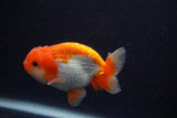 Juvenile Lionchu  Red White 3.5 Inch (ID#0107R11b-11) Free2Day SHIPPING