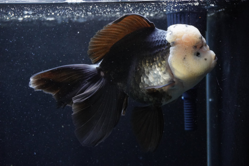 Giant Thai Oranda  Panda 7.5 Inch (ID#411T5a-127)