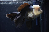 Giant Thai Oranda  Panda 7.5 Inch (ID#411T5a-127)