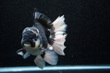 Jumbo Thai Oranda  Panda 6 Inch (ID#307To5b-118)