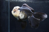 Giant Thai Oranda  Panda 7.5 Inch (ID#411T5a-127)