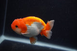 Juvenile Lionchu  Red White 3.5 Inch (ID#0107R11b-11) Free2Day SHIPPING