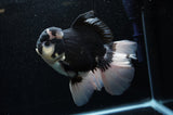 Jumbo Thai Oranda  Panda 6 Inch (ID#307To5b-118)