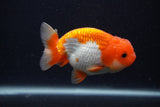 Juvenile Lionchu  Red White 3.5 Inch (ID#0107R11b-11) Free2Day SHIPPING