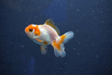 Baby Thai Oranda  Red White 2.5 Inch (ID#1018ToPTD-11) Free2Day SHIPPING