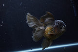 Thai Oranda  Black 5 Inch (ID#1210To6b-107)