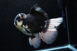 Jumbo Thai Oranda  Panda 6 Inch (ID#307To5b-118)