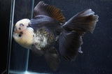 Giant Thai Oranda  Panda 7.5 Inch (ID#411T5a-127)