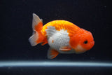 Juvenile Lionchu  Red White 3.5 Inch (ID#0107R11b-11) Free2Day SHIPPING