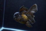 Thai Oranda  Black 5 Inch (ID#1210To6b-107)