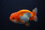 Juvenile Lionchu  Red White 3.5 Inch (ID#0107R11b-11) Free2Day SHIPPING