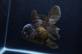 Thai Oranda  Black 5 Inch (ID#1210To6b-107)