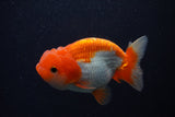 Juvenile Lionchu  Red White 3.5 Inch (ID#0107R11b-11) Free2Day SHIPPING