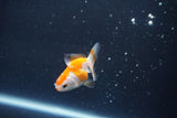 Baby Thai Oranda  Red White 2 Inch (ID#1018ToPTD-12) Free2Day SHIPPING