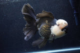 Giant Thai Oranda  Panda 7.5 Inch (ID#411T5a-128)