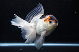 Thai Oranda  Tricolor 6 Inch (ID#307To6b-119)
