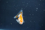 Baby Thai Oranda  Red White 2 Inch (ID#1018ToPTD-12) Free2Day SHIPPING