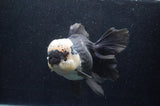 Giant Thai Oranda  Panda 7.5 Inch (ID#411T5a-128)