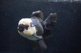 Giant Thai Oranda  Panda 7.5 Inch (ID#411T5a-128)