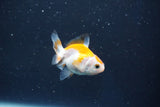 Baby Thai Oranda  Red White 2 Inch (ID#1018ToPTD-12) Free2Day SHIPPING