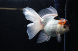 Thai Oranda  Tricolor 6 Inch (ID#307To6b-119)