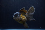 Thai Oranda  Black 5 Inch (ID#1210To6b-107)