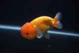 Juvenile Lionchu  Red White 4 Inch (ID#0107R11a-12) Free2Day SHIPPING