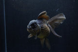 Thai Oranda  Black 5 Inch (ID#1210To6b-107)