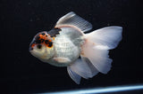Thai Oranda  Tricolor 6 Inch (ID#307To6b-119)