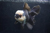 Giant Thai Oranda  Panda 7.5 Inch (ID#411T5a-128)