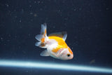 Baby Thai Oranda  Red White 2 Inch (ID#1018ToPTD-12) Free2Day SHIPPING