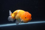 Juvenile Lionchu  Red White 4 Inch (ID#0107R11a-12) Free2Day SHIPPING