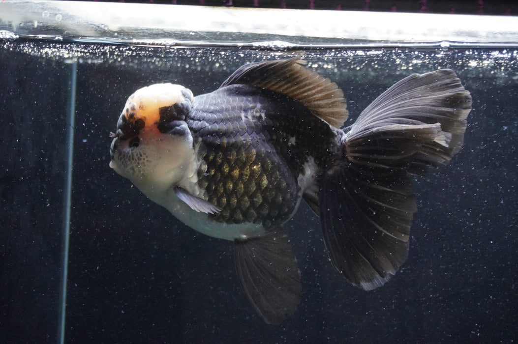 Giant Thai Oranda  Panda 7.5 Inch (ID#411T5a-128)