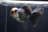 Giant Thai Oranda  Panda 7.5 Inch (ID#411T5a-128)