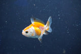 Baby Thai Oranda  Red White 2 Inch (ID#1018ToPTD-12) Free2Day SHIPPING