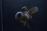 Thai Oranda  Black 5 Inch (ID#1210To6b-107)