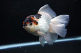 Thai Oranda  Tricolor 6 Inch (ID#307To6b-119)